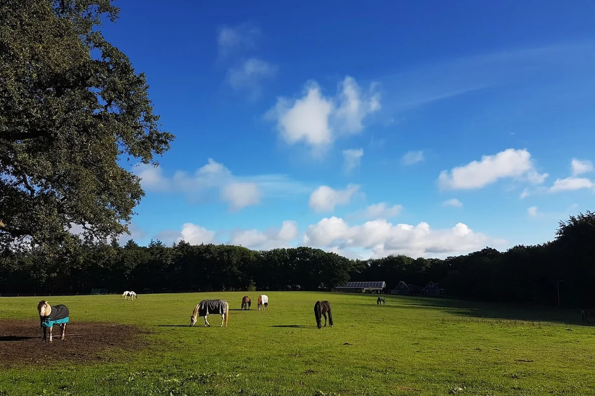 01-weidegang-ruime-weide-paarden-1200x800 Ruime weidegang voor paarden bij Stal van Westeneng