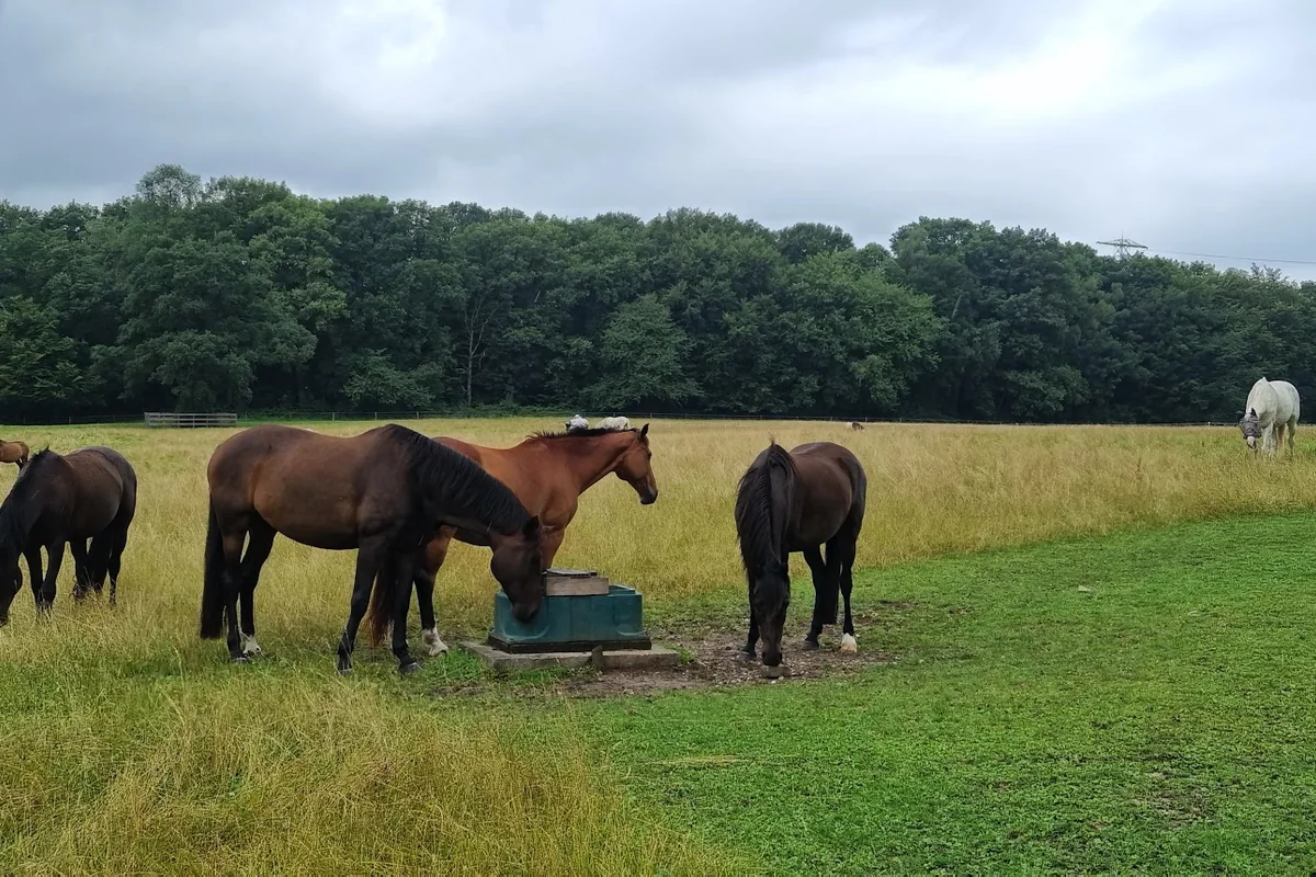 02-weidegang-paarden-bij-drinkbak-1200x800 Paarden in de weide bij de drinkbak van Stal van Westeneng