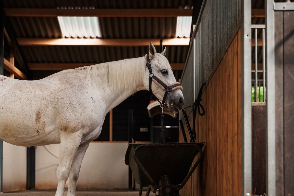 03-sfeer-wit-paard-in-stal-1200x800 Wit paard in de stal van Stal van Westeneng